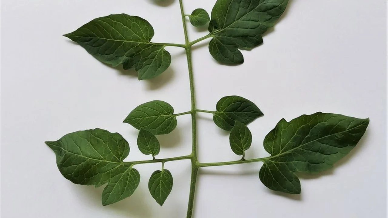关于视频丨9l丨蘑菇的功能用途与使用注意事项